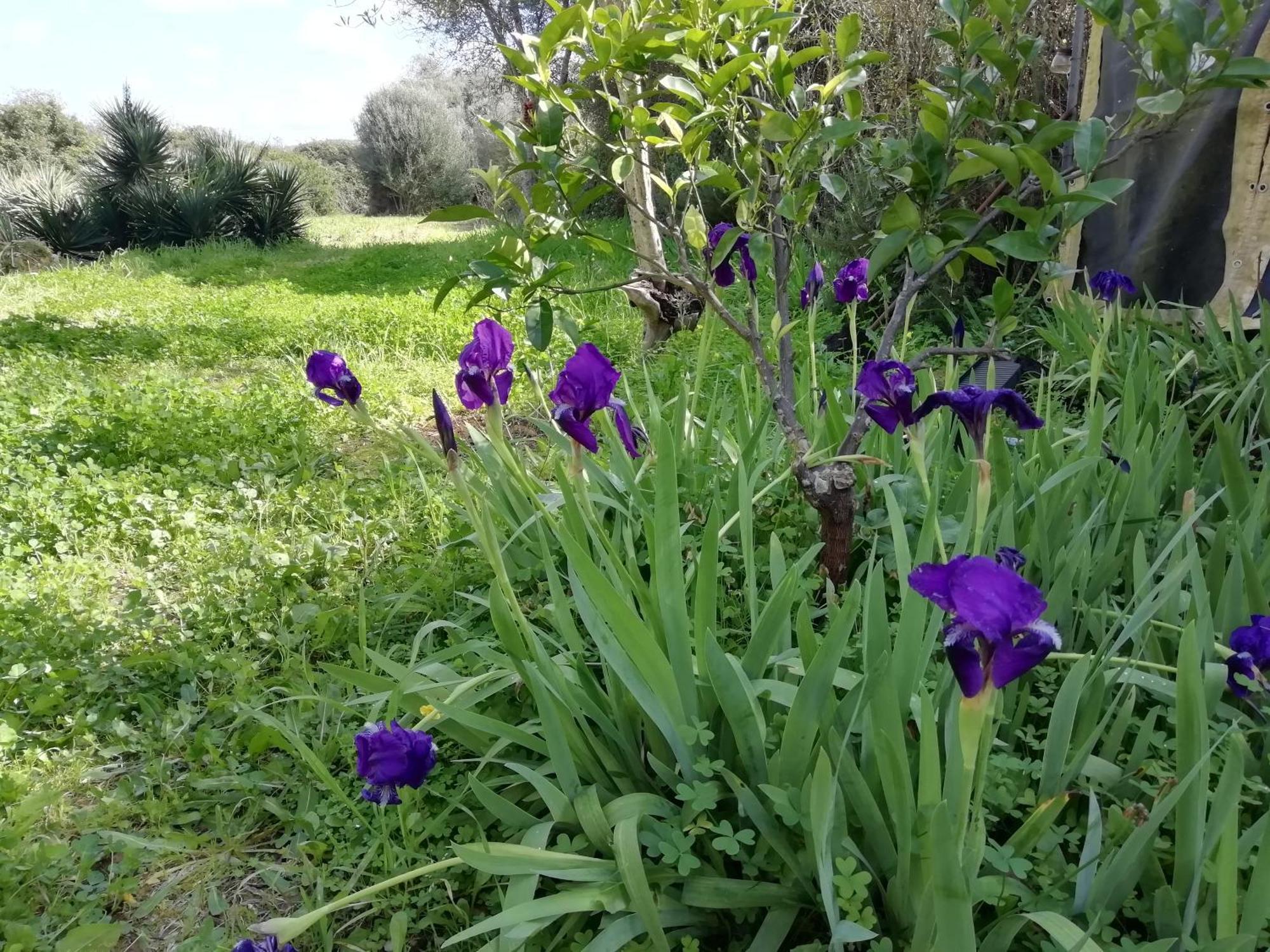 El Matorral Bed & Breakfast Alghero Luaran gambar